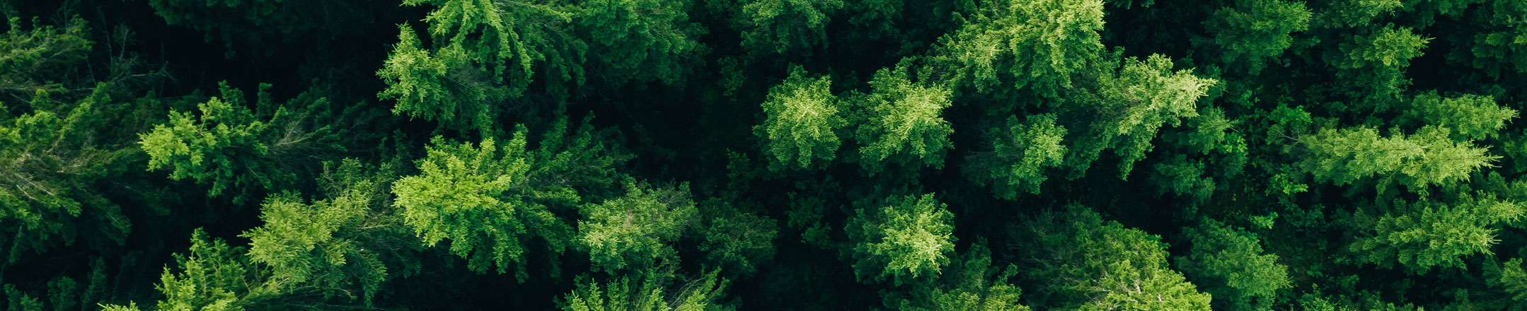 Wald von oben fotografiert